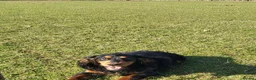 Cocker Spaniel dogs for stud: At Stud  - Advert 2