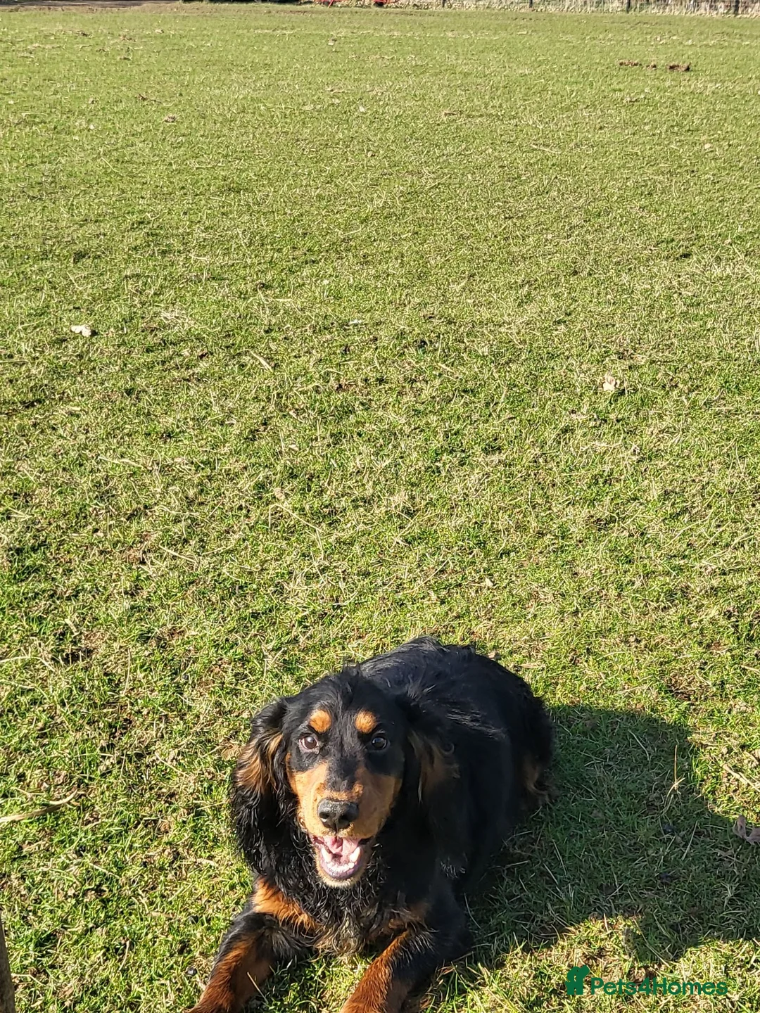 Cocker Spaniel dogs for stud: At Stud  - Advert 2