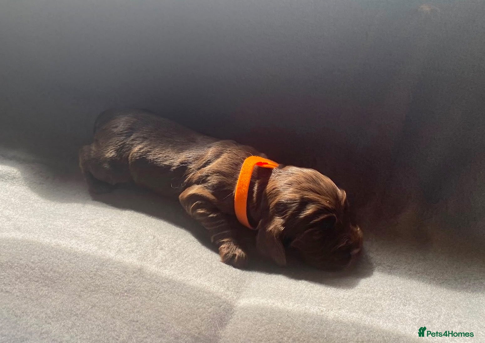 Cocker Spaniel dogs 🐾BEAUTIFUL KC REGISTERED SHOW COCKERS🐾 - Advert 2