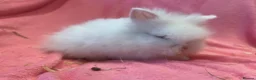 Lionhead rabbits for sale: Mini double maned lionheads  - Advert 4