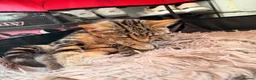 Bengal cats for sale: Bengal x BSH kitten  in Wigan - Advert 8