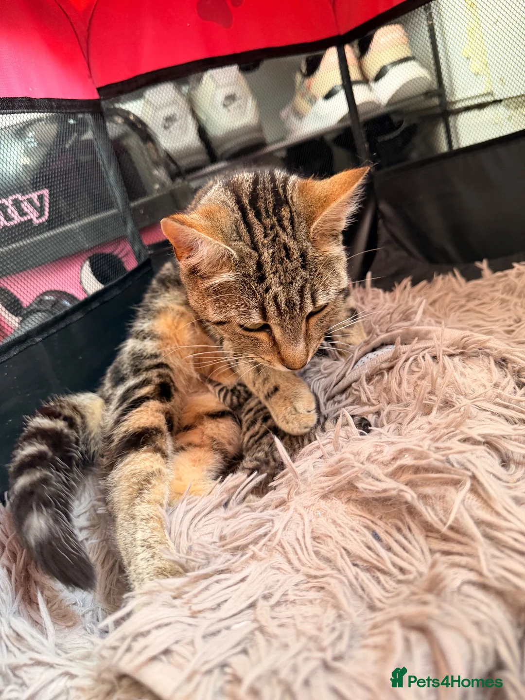 Bengal cats for sale: Bengal x BSH kitten  in Wigan - Advert 8