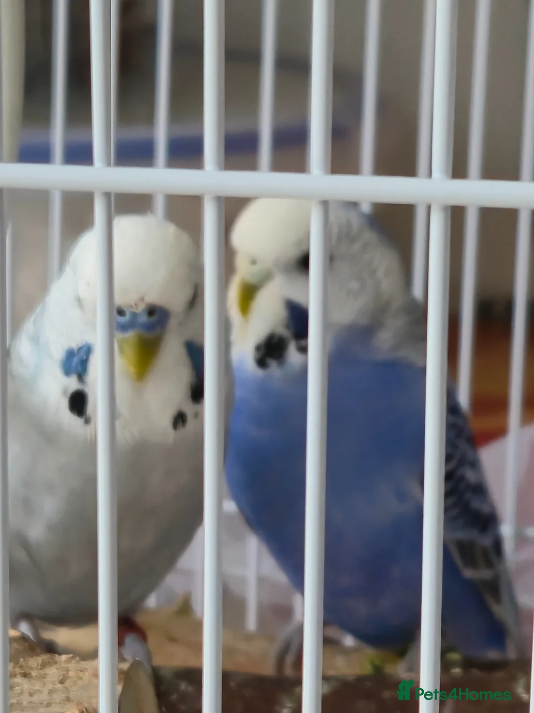 Budgerigars birds for sale: Bonded pair in West Bromwich - Advert 2