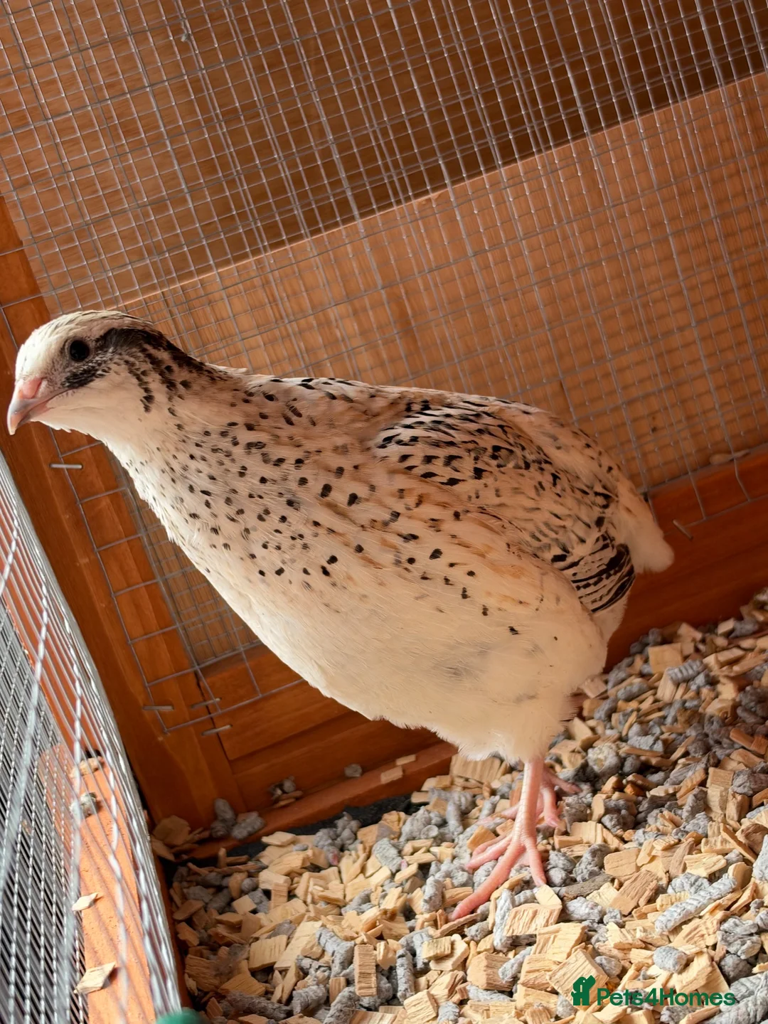 Quail poultry for sale: Baby quail  in Tunbridge Wells - Advert 2
