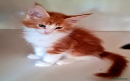 Maine Coon cats for sale: Mainecoon Kittens available  - Image 2