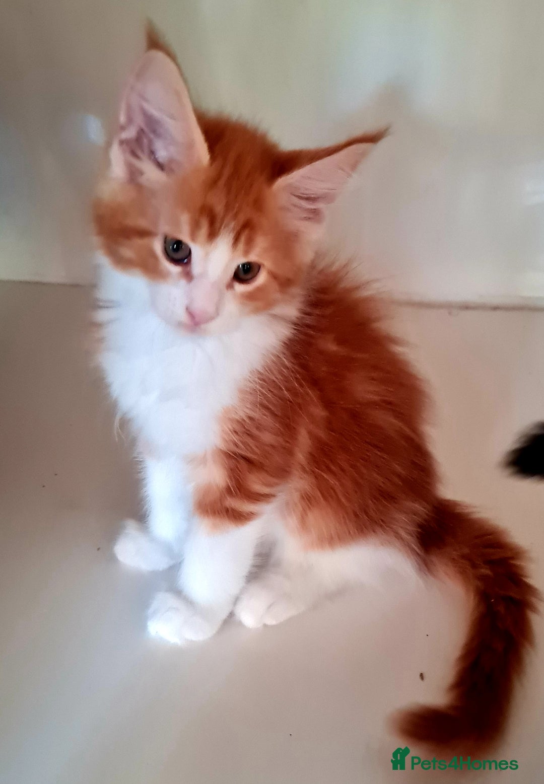 Maine Coon cats for sale: Mainecoon Kittens available  - Image 2