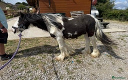 Irish Cob horses for sale: beautiful bingo 😍 - Image 5