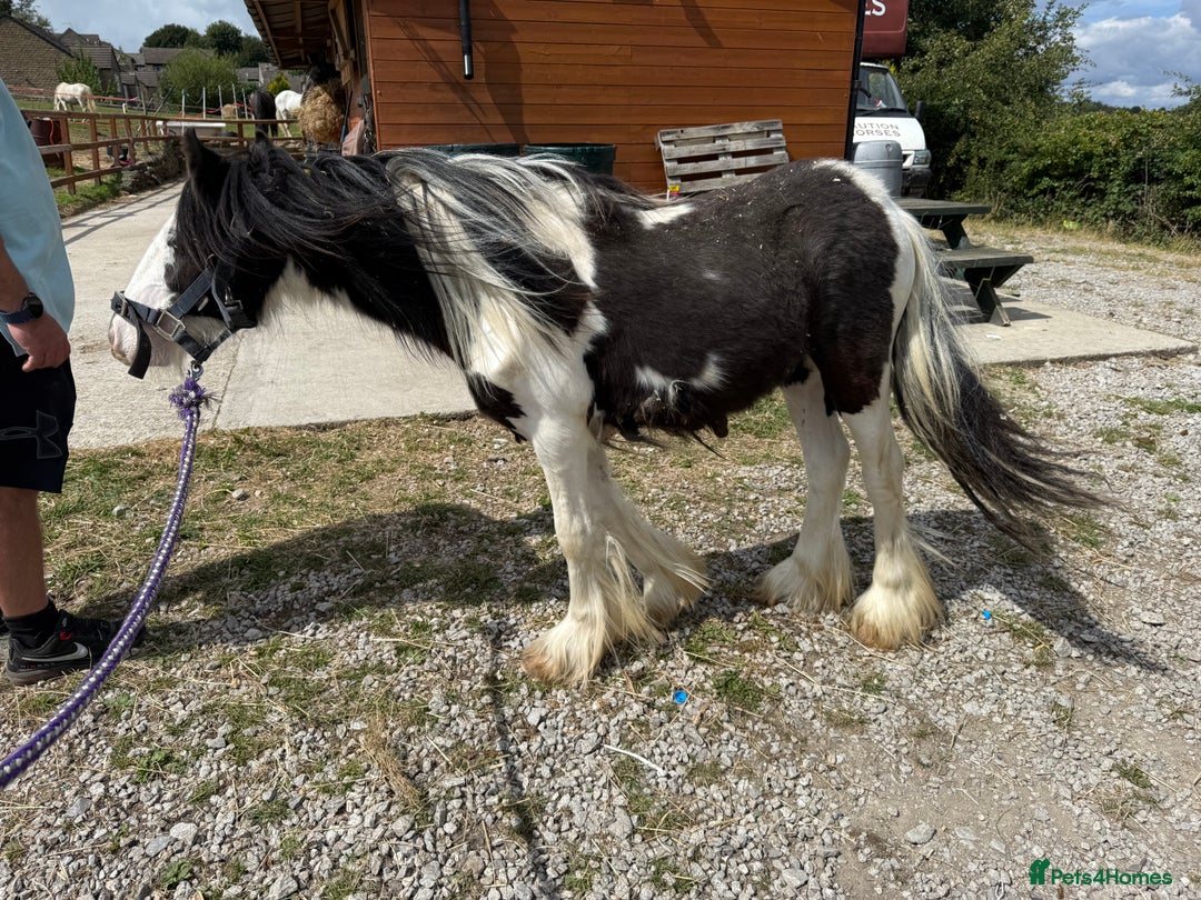 Irish Cob horses for sale: beautiful bingo 😍 - Image 5