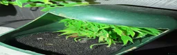 Chameleon reptiles for sale: Male veiled Chameleon with complete set up in Craven Arms - Advert 6