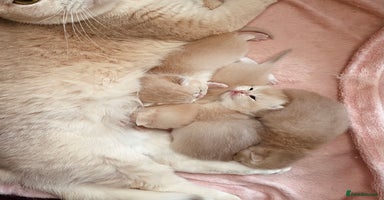 Scottish Fold cats - Advert 16