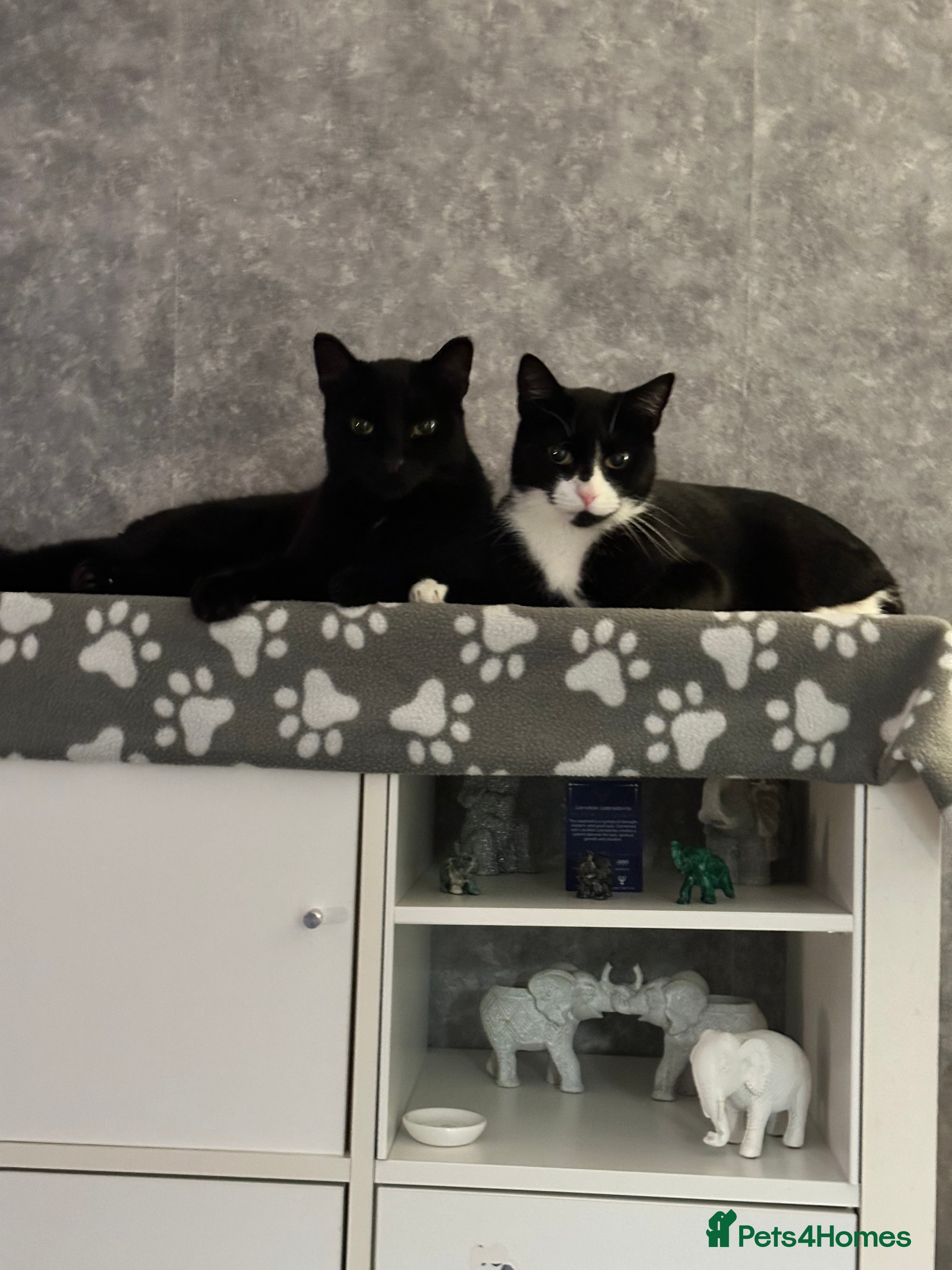 Domestic Shorthair cats 2 lovely brothers need a loving home  - Advert 11