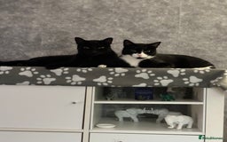 Domestic Shorthair cats for sale: 2 lovely brothers need a loving home  - Image 1