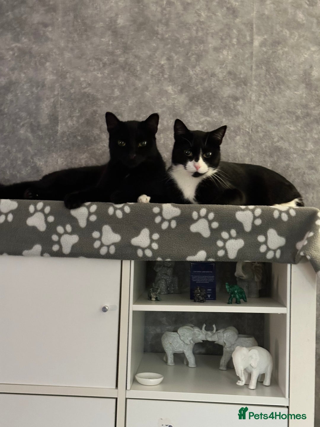 Domestic Shorthair cats for sale: 2 lovely brothers need a loving home  - Image 1