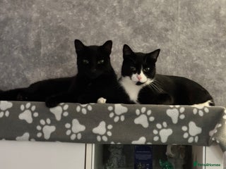 Domestic Shorthair cats for sale - Advert 1