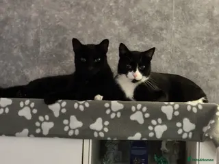 Domestic Shorthair cats 2 lovely brothers need a loving home - Advert 1