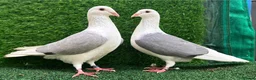 Pigeons birds for sale: Piegons in London - Advert 2