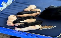 Labrador Retriever dogs for sale: Labrador Pups - Image 10