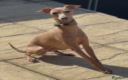 Italian Greyhound dogs for sale: 5⭐️ licensed breeder. SHOW QUALITY PARENTS  - Image 7