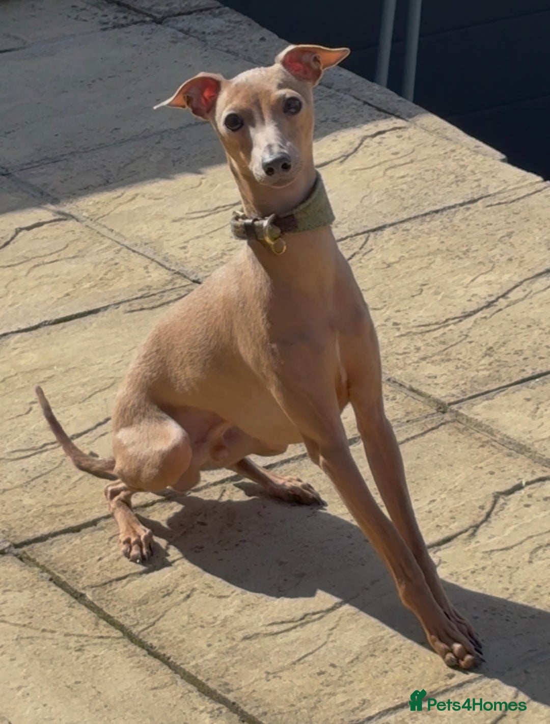 Italian Greyhound dogs for sale: 5⭐️ licensed breeder. SHOW QUALITY PARENTS  - Image 7