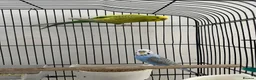 Budgerigars birds for sale: Pair of Budgerigar in Port Talbot - Advert 3