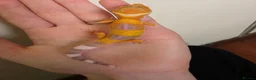 Leopard Gecko reptiles for sale: Baby leopard geckos - Advert 15