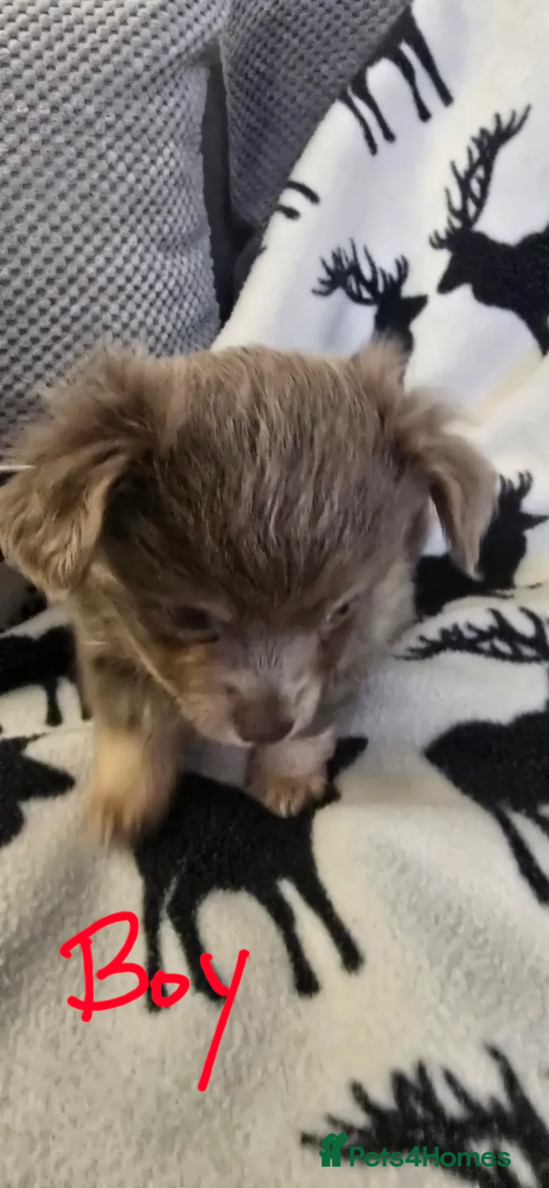 Chihuahua dogs for sale: Beautiful Chihuahua puppies  in Blackwood - Advert 8