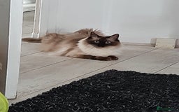 Ragdoll cats for sale: Billy - Image 4