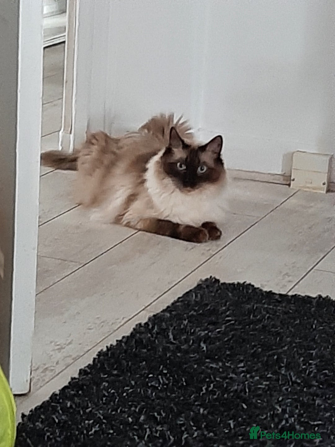 Ragdoll cats for sale: Billy - Image 4