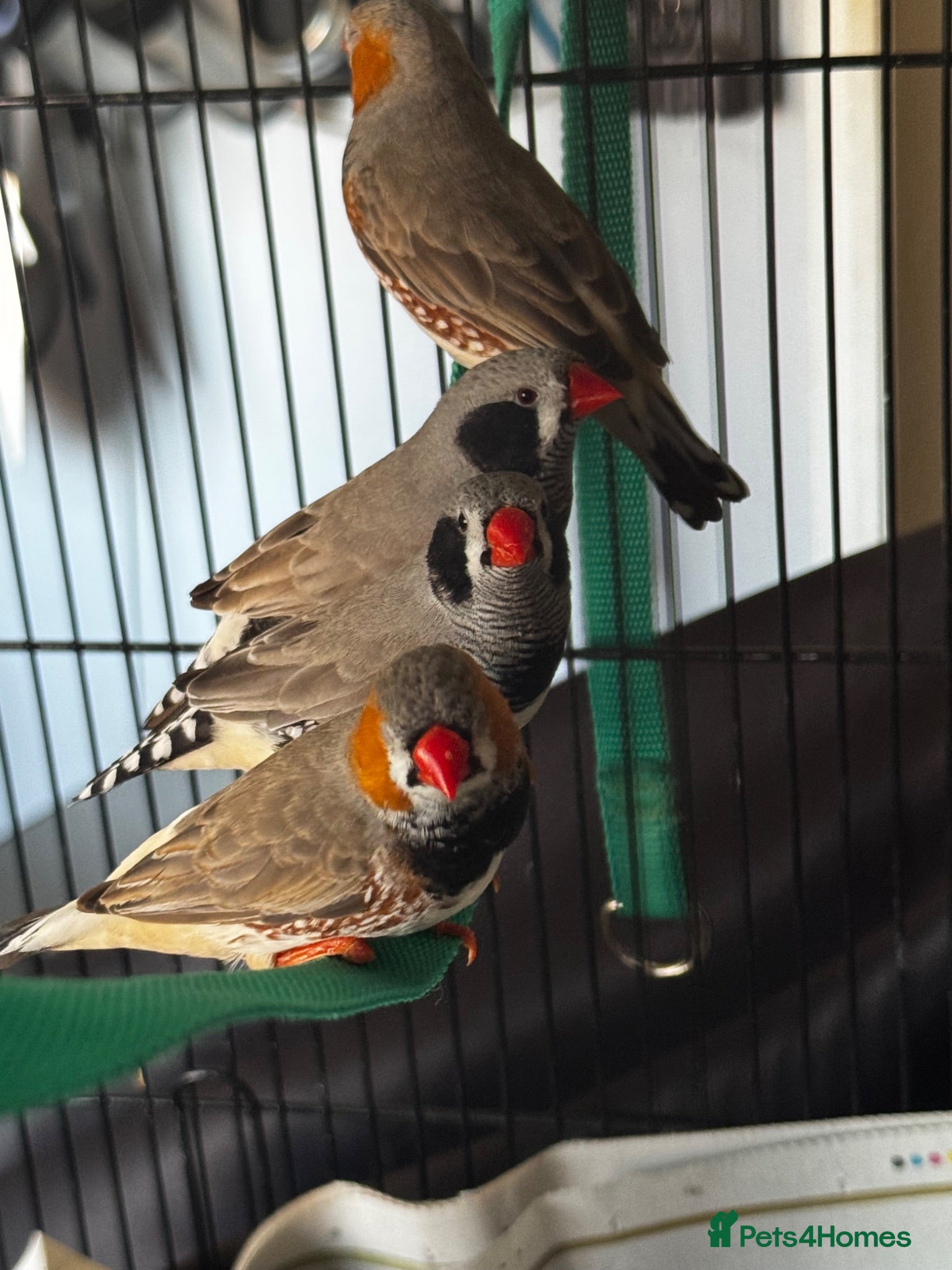Finches birds Mixed zebra finches  - Advert 1