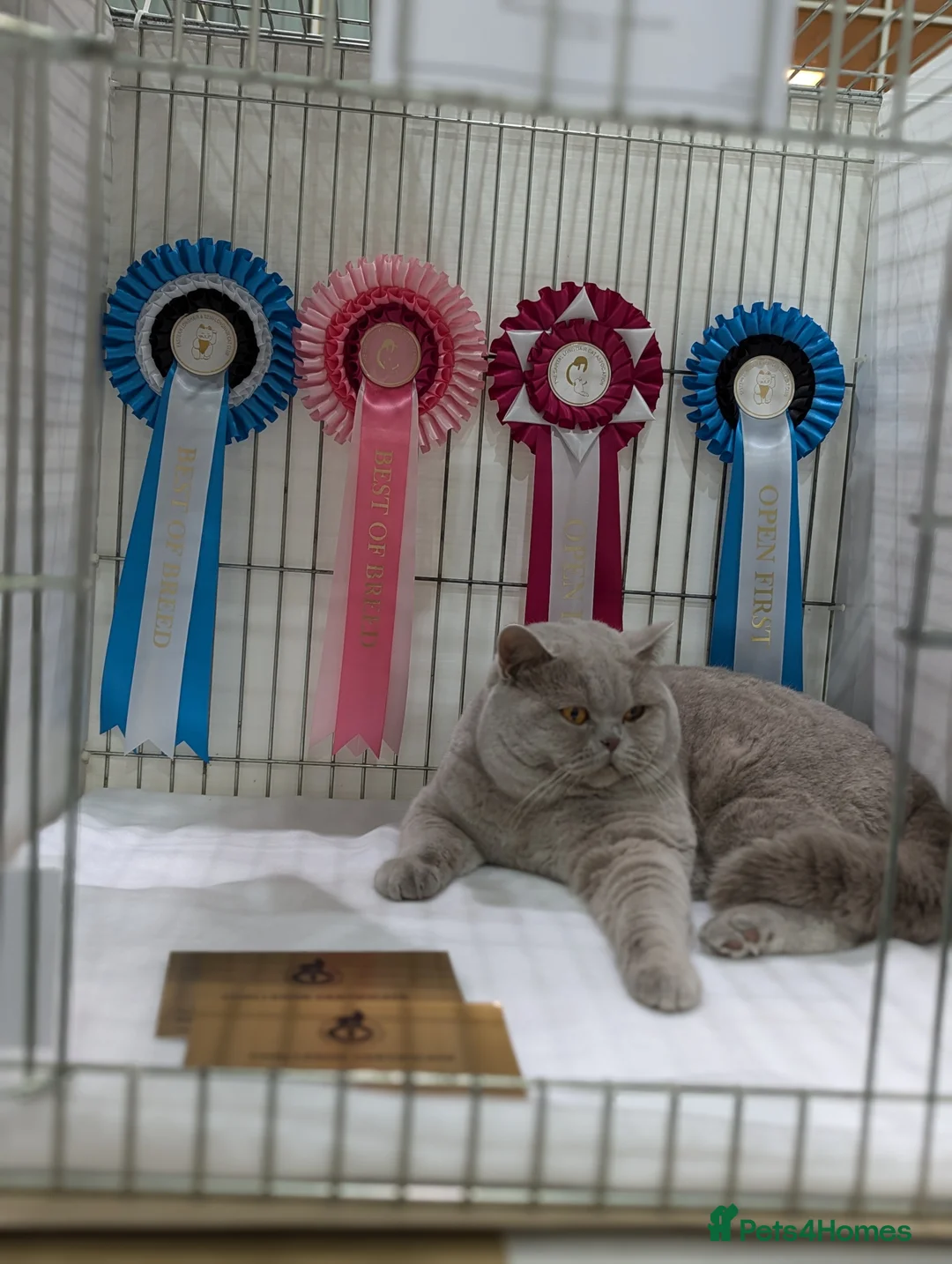 British Shorthair cats for stud: TICA/GCCF British shorthair gccf Champion in Derby - Advert 5