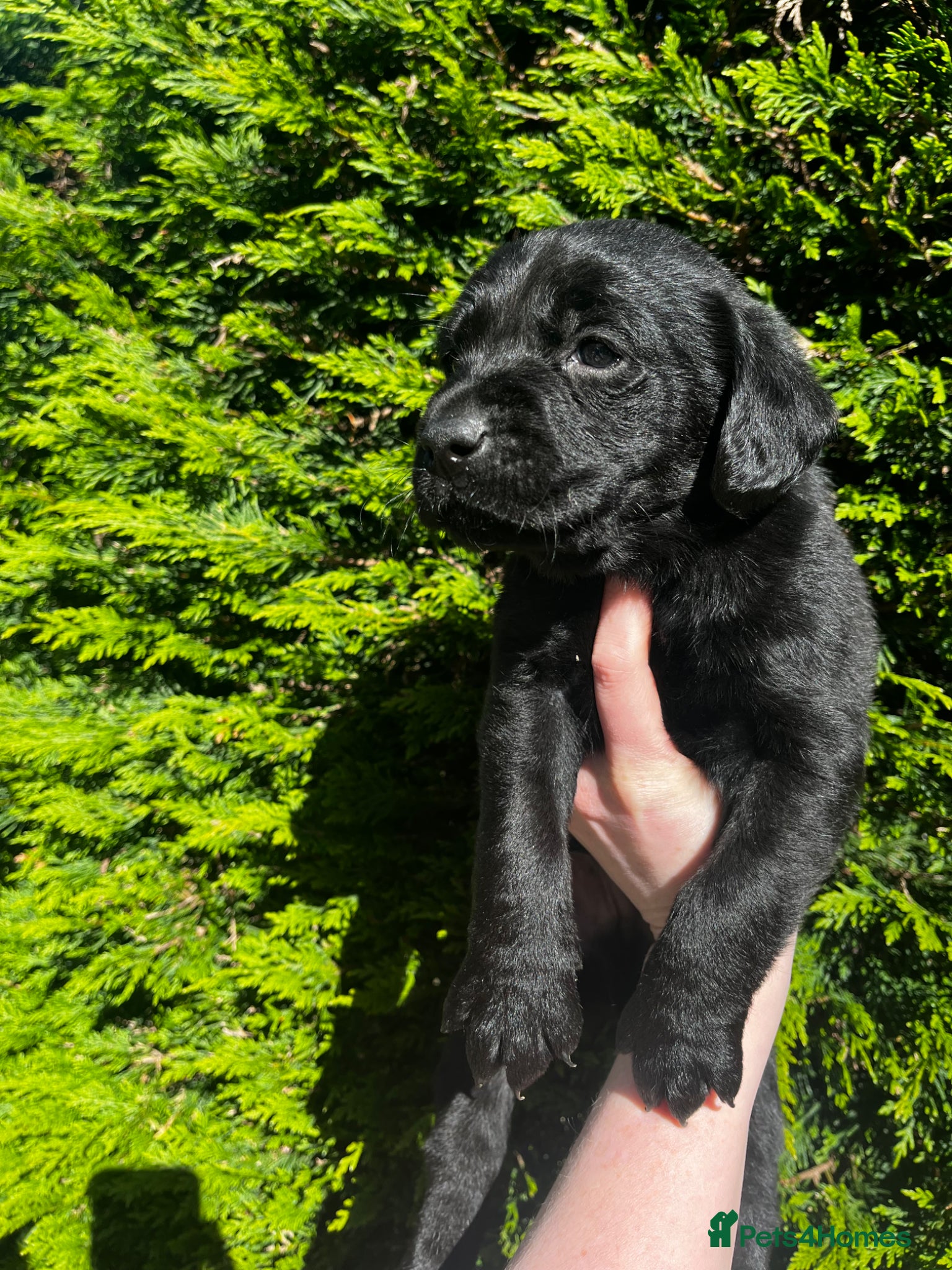 Labrador Retriever dogs KC Registered Labrador Retriever - Advert 1