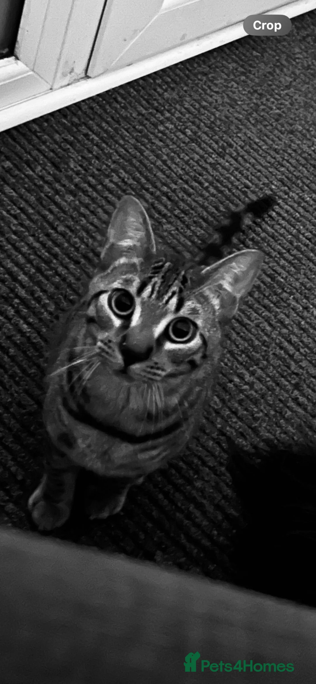 Bengal cats for sale: River  in Kidderminster - Advert 2