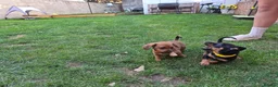 Jackshund dogs for sale: 3 boys  in Slough - Advert 4