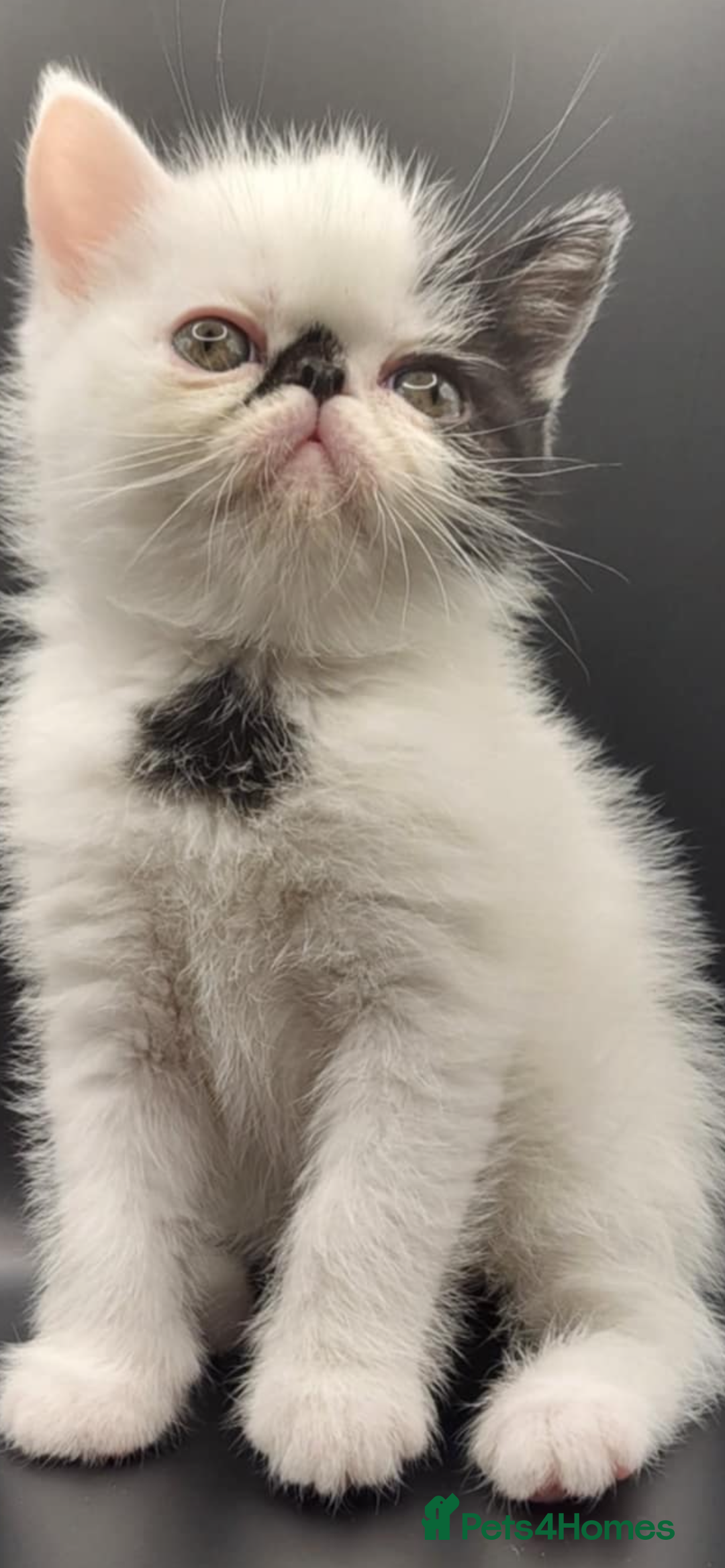 Exotic cats for sale: Exotic kittens  - Advert 8