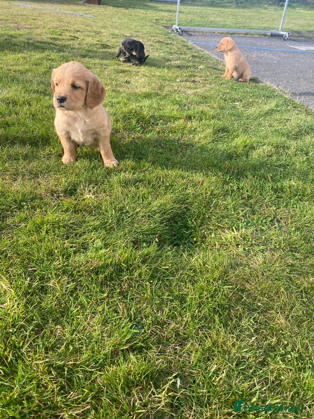 Mixed Breed dogs for sale: 8 Beautiful pups looking their forever home🥰 - Image 18