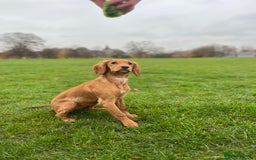 Cocker Spaniel dogs for sale: Cocker Spaniel Puppy for sale - Advert 3