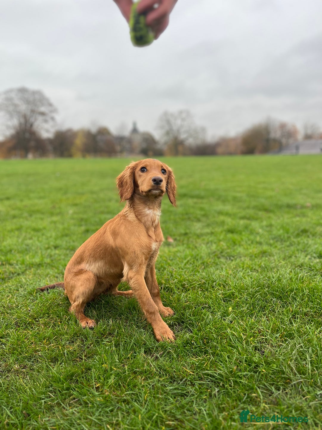 Cocker Spaniel dogs for sale: Cocker Spaniel Puppy for sale - Advert 3