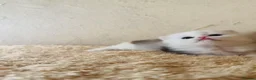 Munchkin cats for sale: Show-Quality Minuet Kittens – Rare in the UK - Advert 11