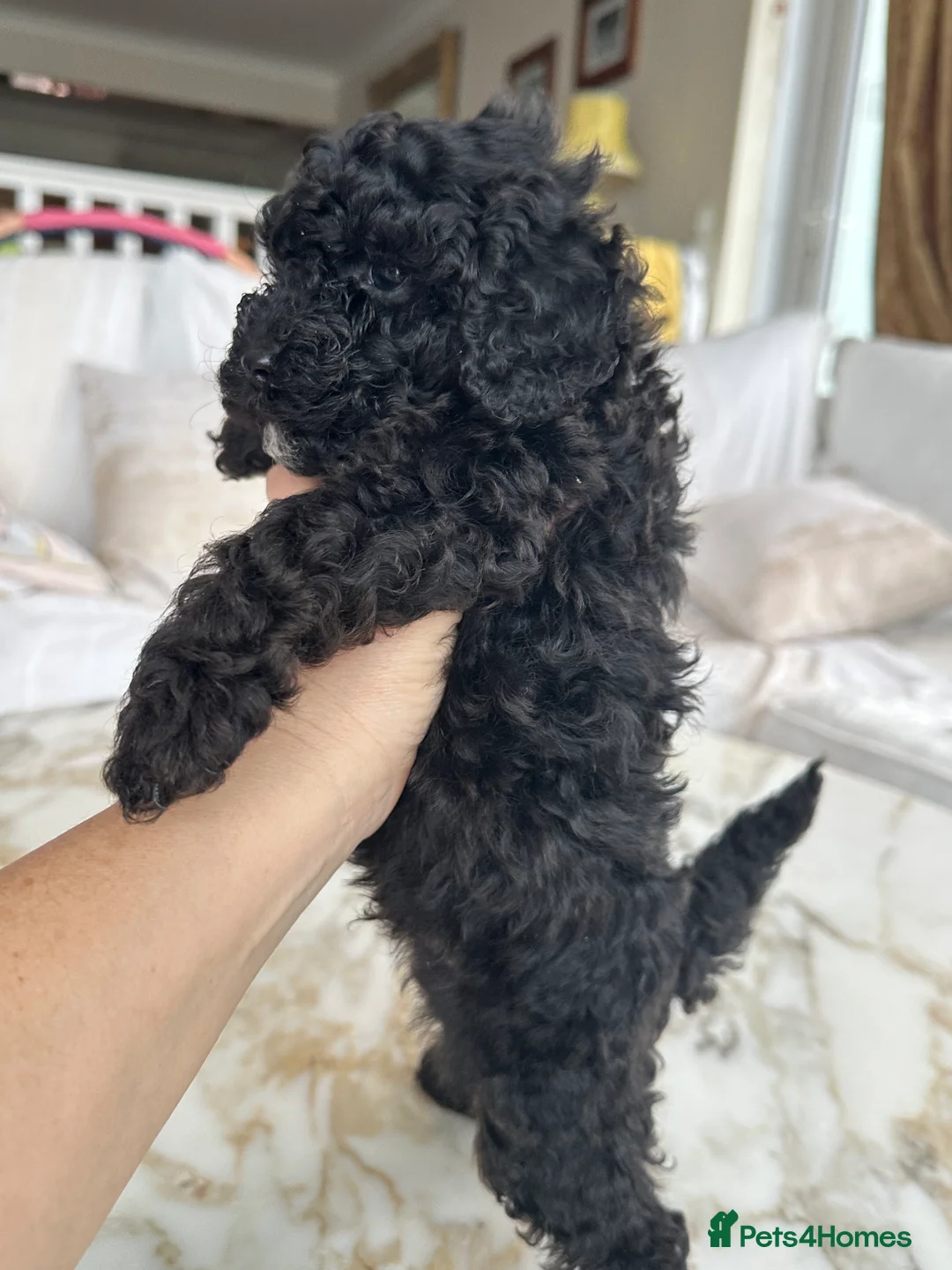Miniature Poodle dogs for sale: Pedigree club registered 3 Miniature poodles!  - Advert 12