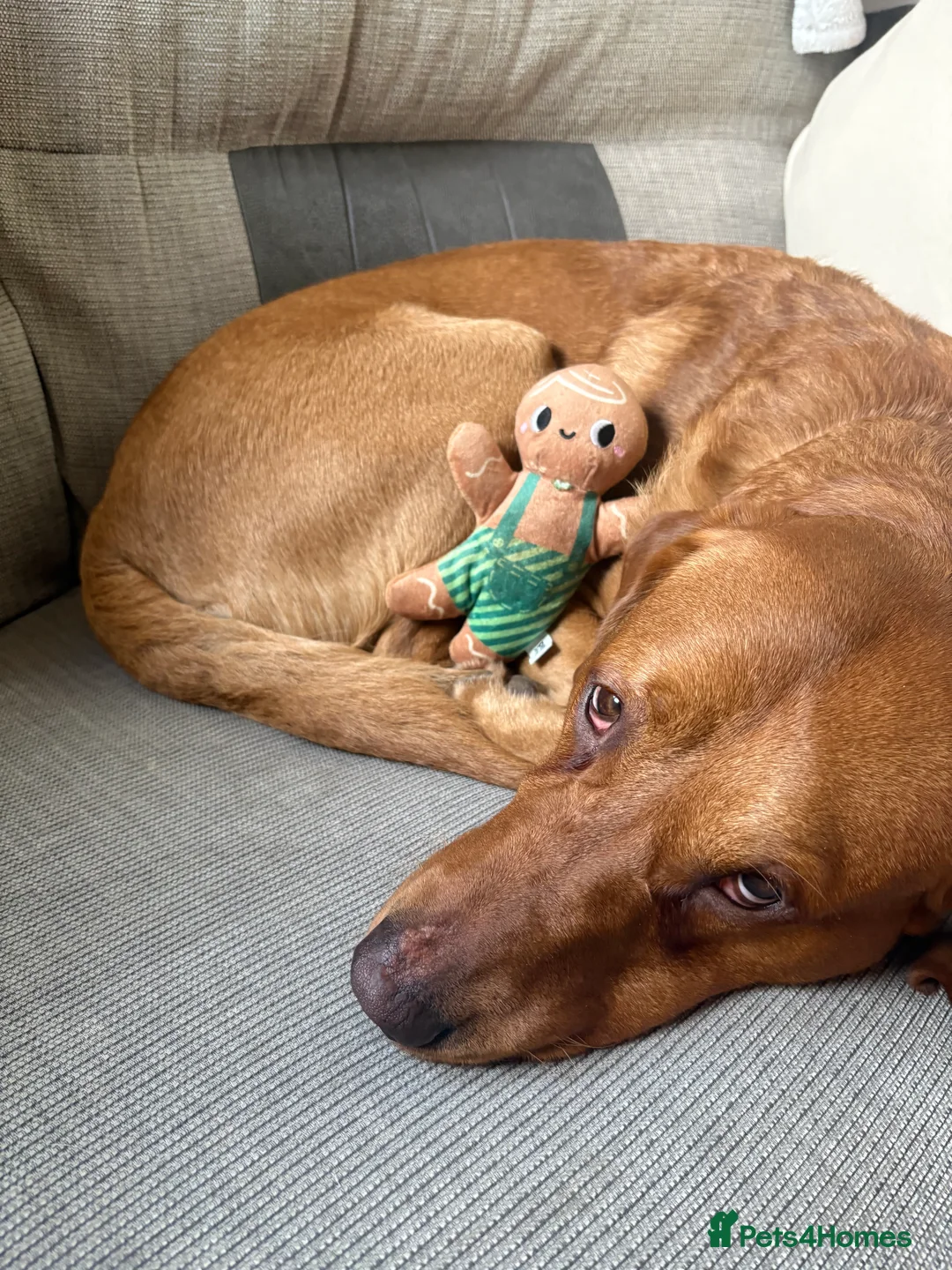 Gallery Image {{count}}