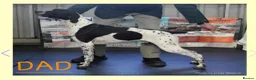 Pointer dogs for sale: English Pointers - Advert 7