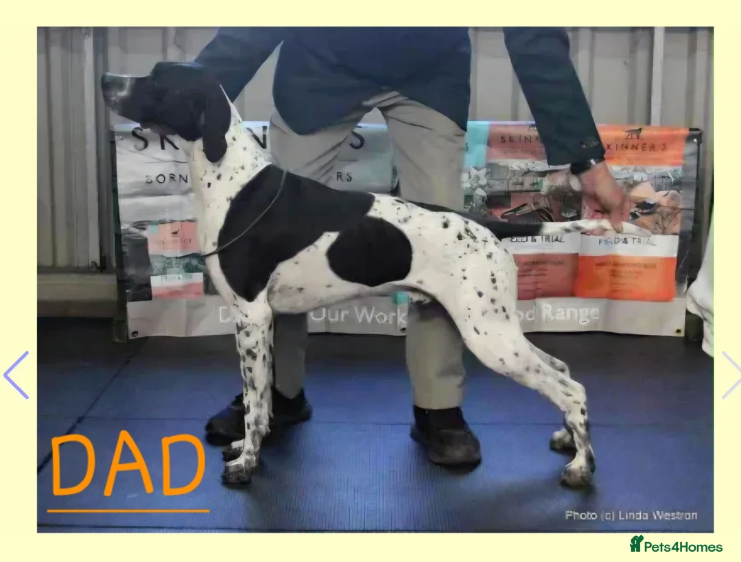 Pointer dogs for sale: English Pointers - Advert 7