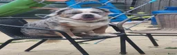 Olde English Bulldogge dogs for sale: Olde English Bulldogge Mammut For Sale  - Advert 2