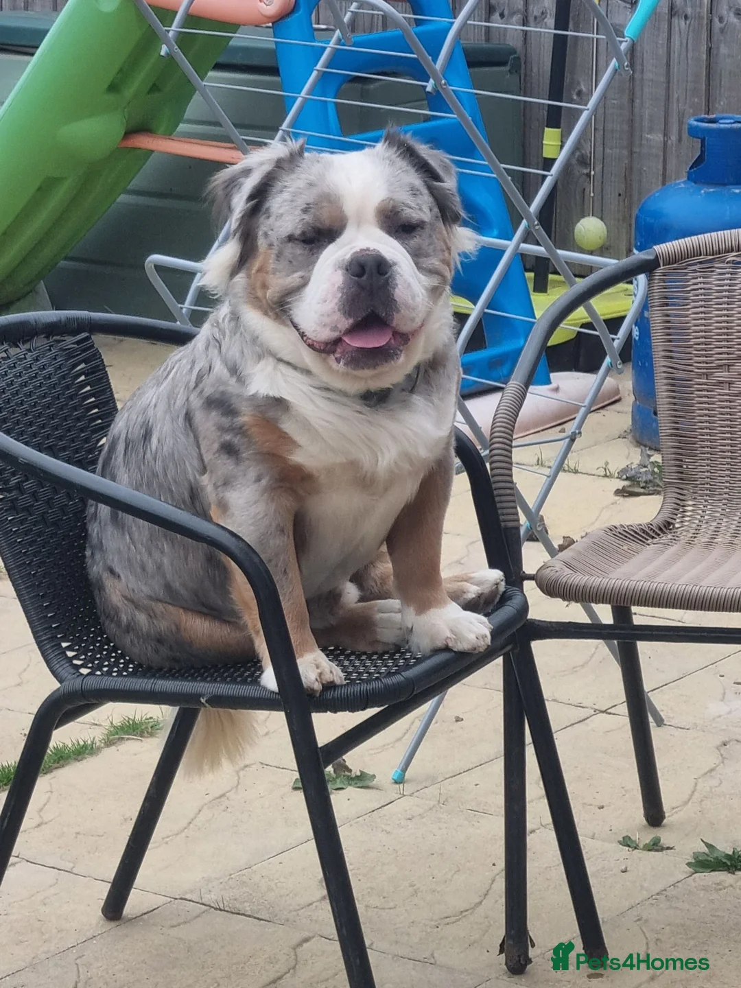 Olde English Bulldogge dogs for sale: Olde English Bulldogge Mammut For Sale  - Advert 2