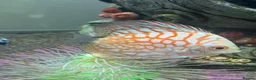 Discus fish for sale: Discus for sale - Advert 3
