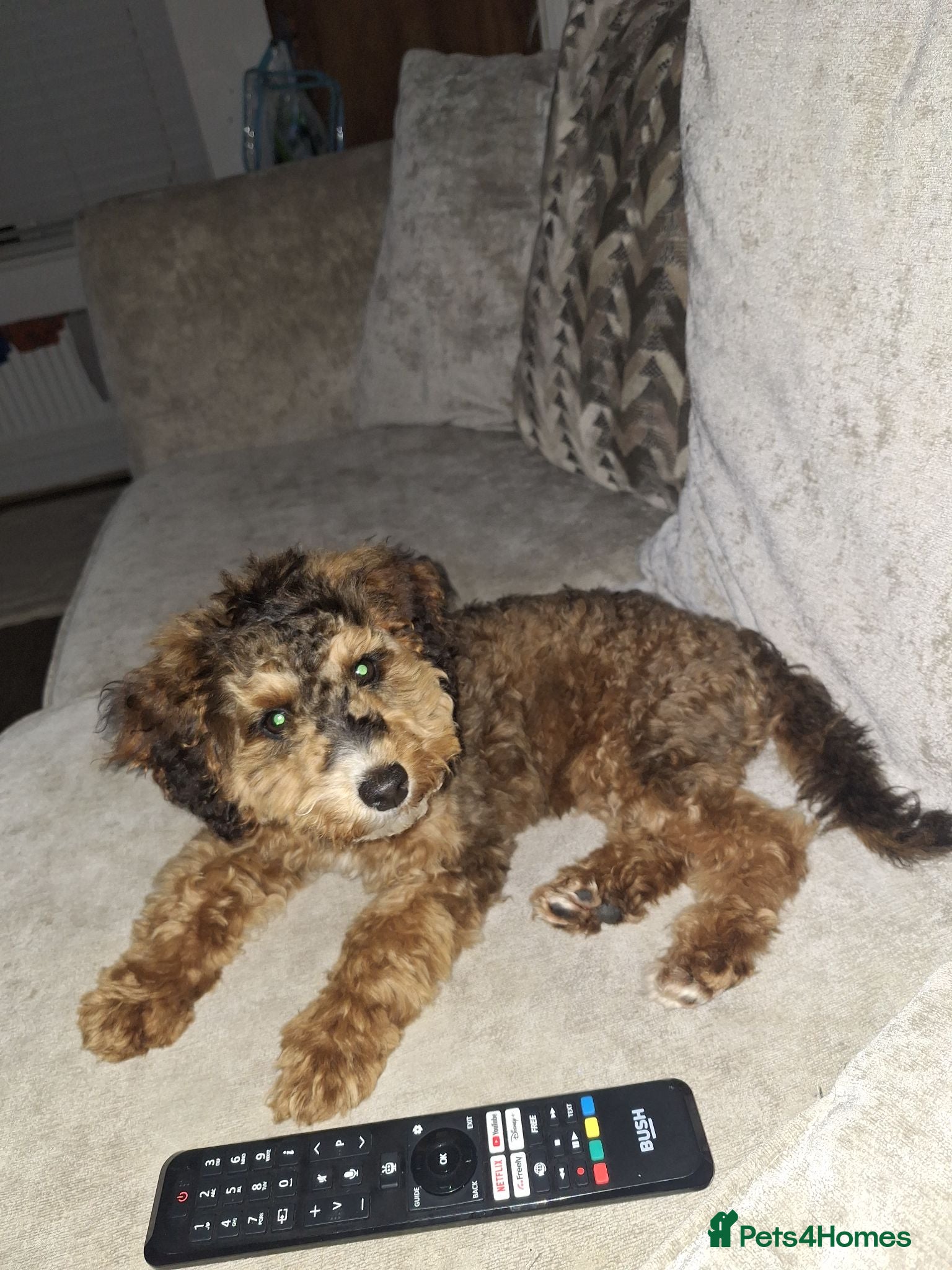Cockapoo dogs F1b Cockerpoo  - Advert 1