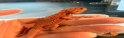 Bearded Dragon reptiles for sale: G stripe Baby Bearded Dragons available - Advert 7