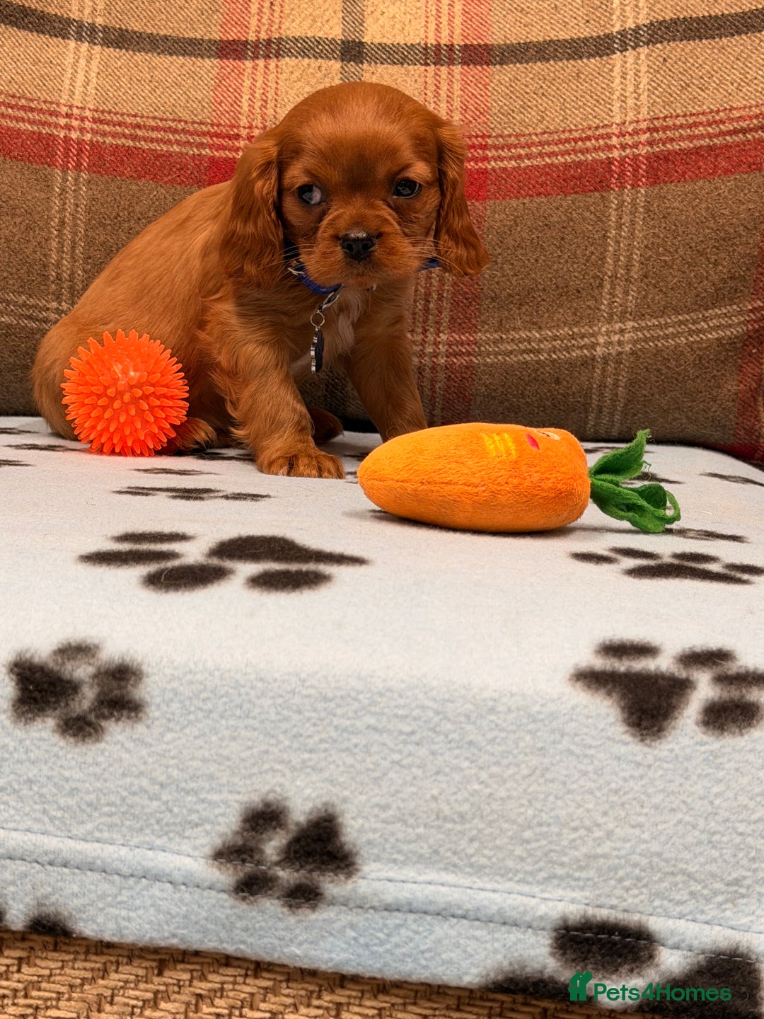 Cavalier King Charles Spaniel dogs for sale: 🐶 Beautiful Cavalier King Charles  Puppies 🐶 - Advert 18