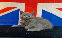 British Shorthair cats for sale: 7 Chunky British Blue Shorthair Kittens for Sale - Image 1