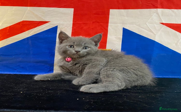 British Shorthair cats - Advert 2